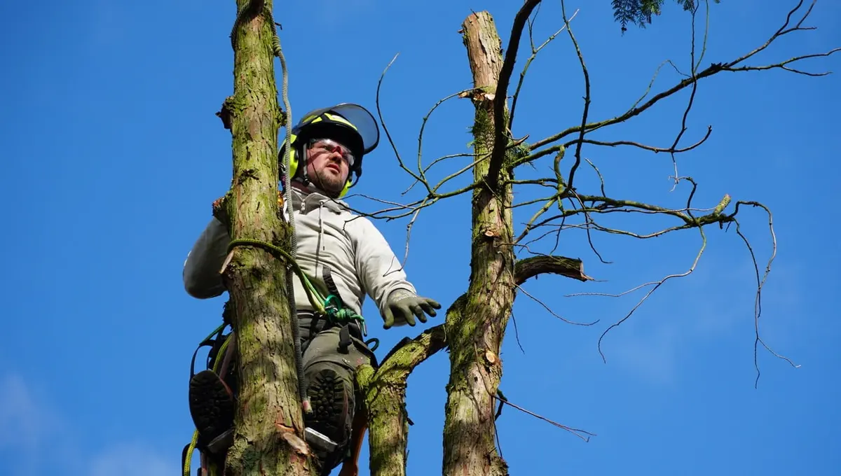 Dave Bijlsma gezekerd met klimtouwen hoog in een boom, uitkijkend over de gesnoeide kroon