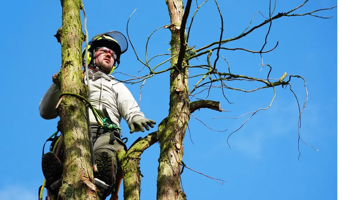 Boomverzorger gezekerd met klimtouwen in de kroon van een boom tegen een blauwe lucht