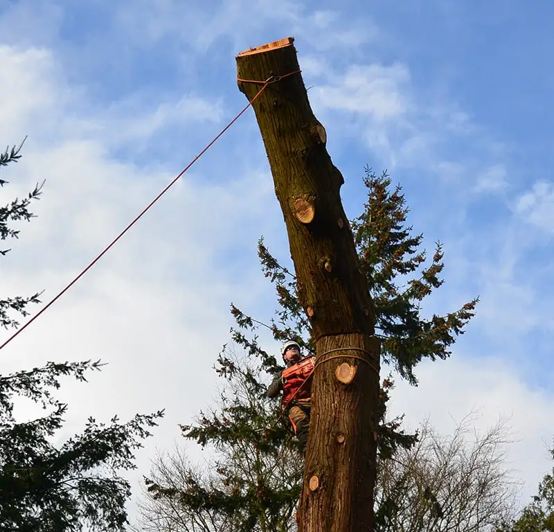 Dave Bijlsma hoog in een gestripte stam, gezekerd naast de takelkabel tijdens het vellen