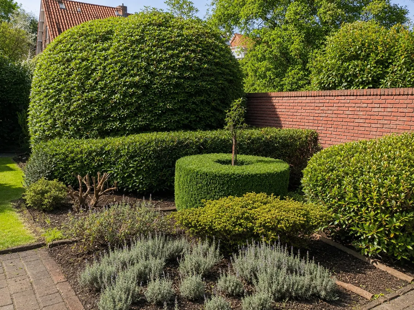 Strak geschoren hagen en buxusvormen boven een border met lavendel, na een onderhoudsbeurt